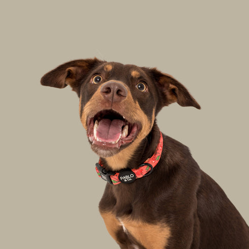 Pablo & Co. CHERRY Collar